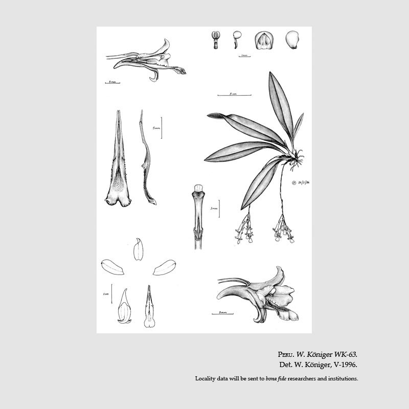 Comparettia granizoi